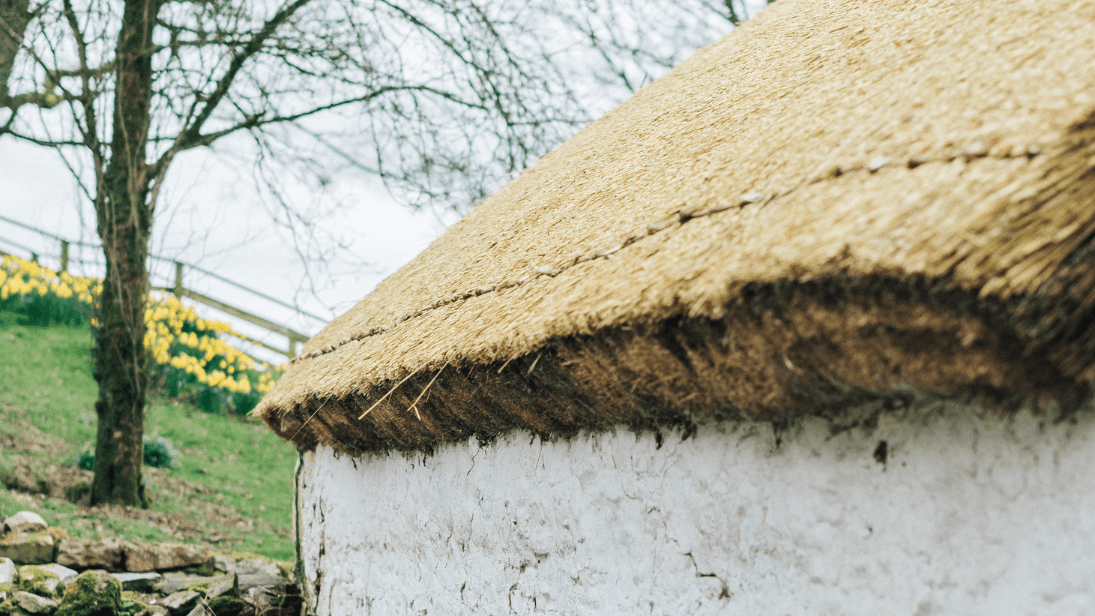 A thatched cottage at Ulster American Folk Park, with daffodils in the background.