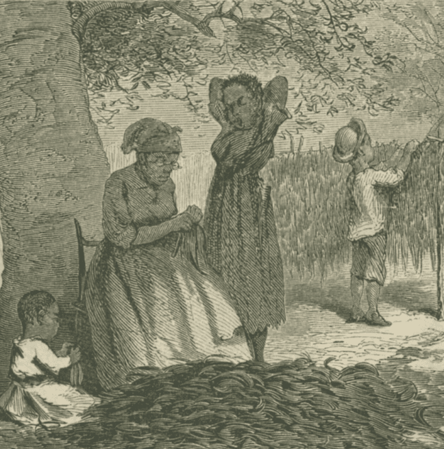 Black and white illustration of enslaved people stringing the primings of tobacco plants. 